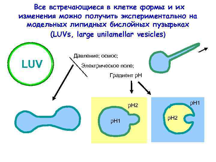 Все встречающиеся в клетке формы и их изменения можно получить экспериментально на модельных липидных