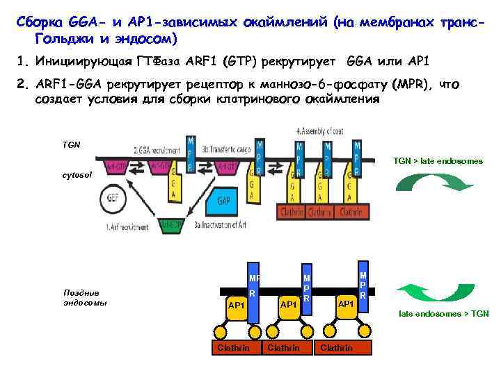 Сборка GGA- и AP 1 -зависимых окаймлений (на мембранах транс. Гольджи и эндосом) 1.