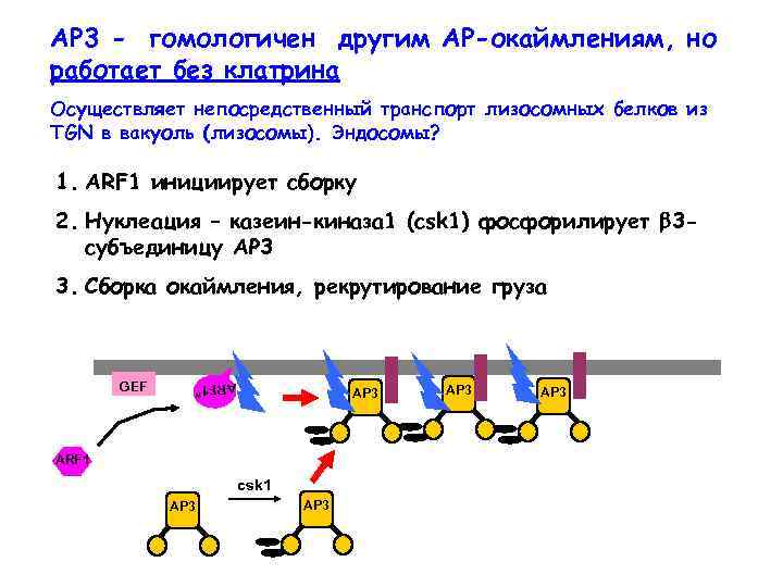 AP 3 - гомологичен другим АР-окаймлениям, но работает без клатрина Осуществляет непосредственный транспорт лизосомных