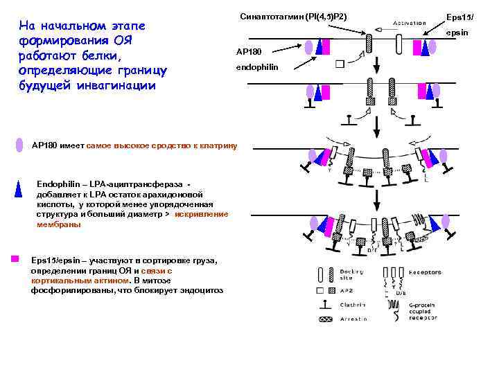 На начальном этапе формирования ОЯ работают белки, определяющие границу будущей инвагинации Синаптотагмин (PI(4, 5)P