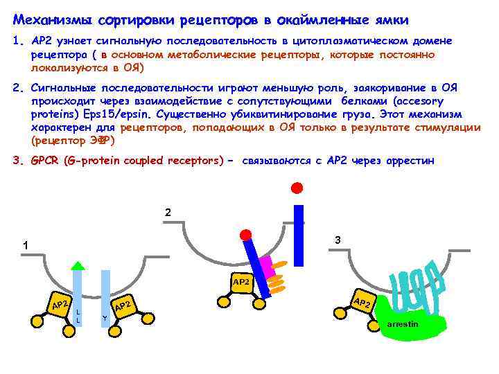 Где расположены рецепторы позволяющие выполнять данные упражнения