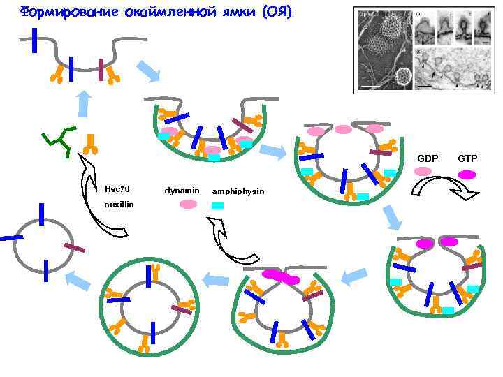 Формирование окаймленной ямки (ОЯ) GDP Hsc 70 auxillin dynamin amphiphysin GTP 