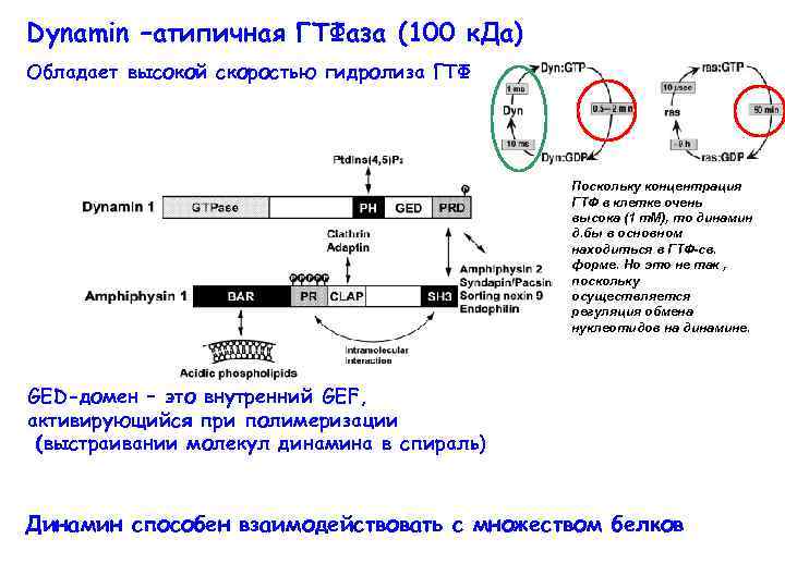 Dynamin –атипичная ГТФаза (100 к. Да) Обладает высокой скоростью гидролиза ГТФ Поскольку концентрация ГТФ