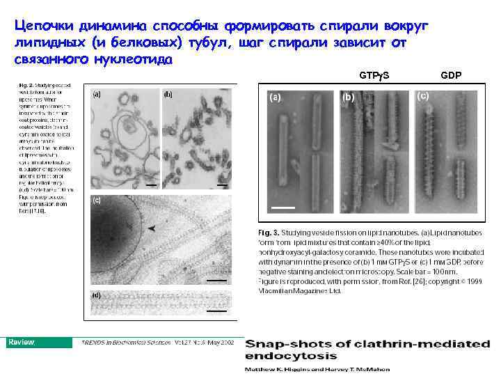 Цепочки динамина способны формировать спирали вокруг липидных (и белковых) тубул, шаг спирали зависит от