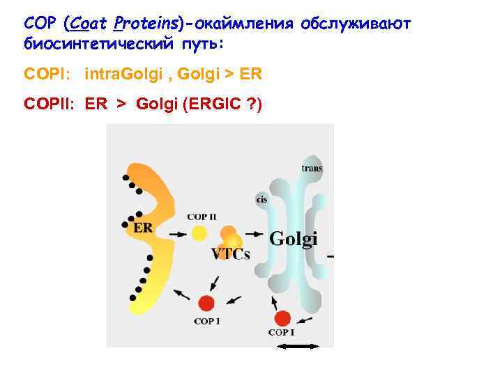 COP (Coat Proteins)-окаймления обслуживают биосинтетический путь: COPI: intra. Golgi , Golgi > ER COPII: