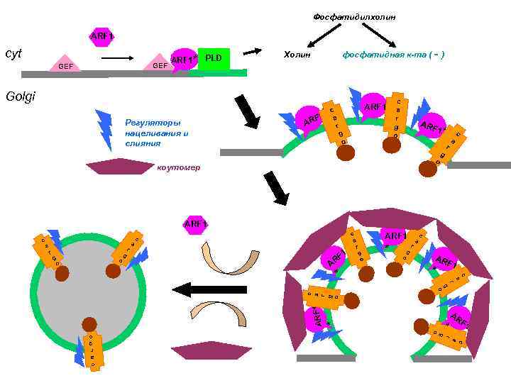 Фосфатидилхолин ARF 1 cyt GEF ARF 1* PLD фосфатидная к-та ( - ) Холин