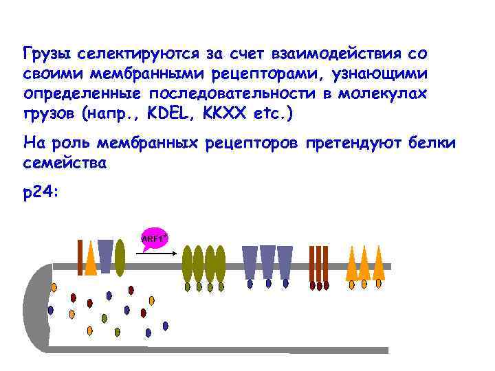 Грузы селектируются за счет взаимодействия со своими мембранными рецепторами, узнающими определенные последовательности в молекулах