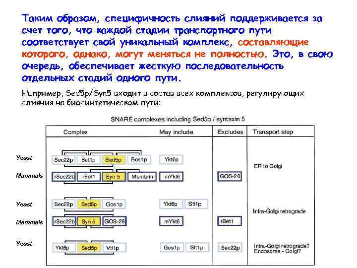 Таким образом, специфичность слияний поддерживается за счет того, что каждой стадии транспортного пути соответствует