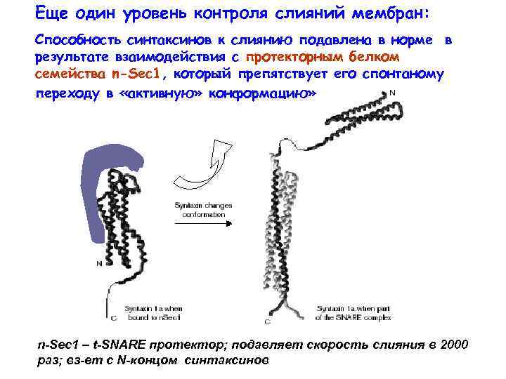 Еще один уровень контроля слияний мембран: Способность синтаксинов к слиянию подавлена в норме в