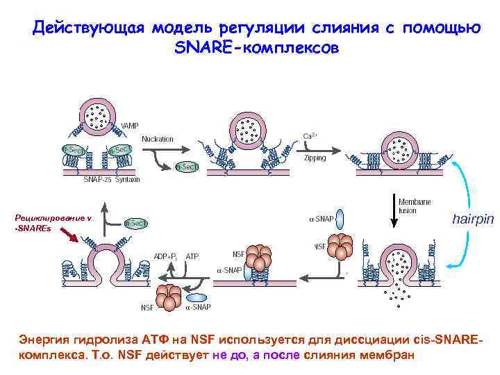 Действующая модель регуляции слияния с помощью SNARE-комплексов Рециклирование v -SNAREs hairpin Энергия гидролиза АТФ