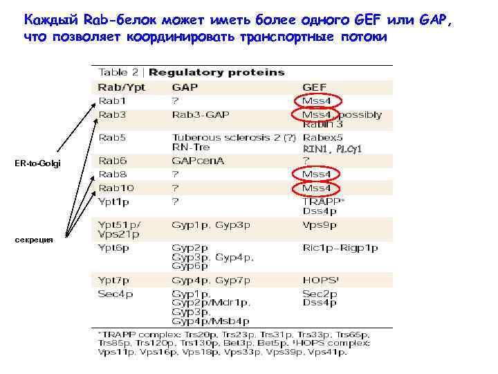 Каждый Rab-белок может иметь более одного GEF или GAP, что позволяет координировать транспортные потоки