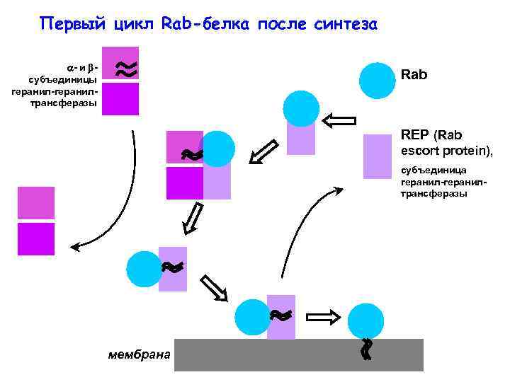 Первый цикл Rab-белка после синтеза - и субъединицы геранил-геранилтрансферазы Rab REP (Rab escort protein),
