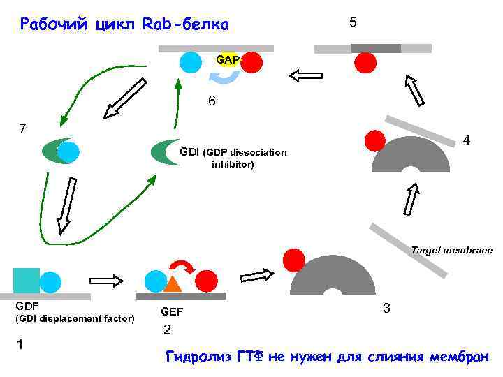 Рабочий цикл Rab-белка 5 GAP 6 7 4 GDI (GDP dissociation inhibitor) Target membrane