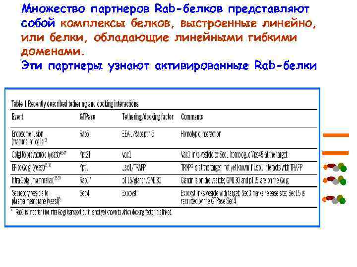 Множество партнеров Rab-белков представляют собой комплексы белков, выстроенные линейно, или белки, обладающие линейными гибкими