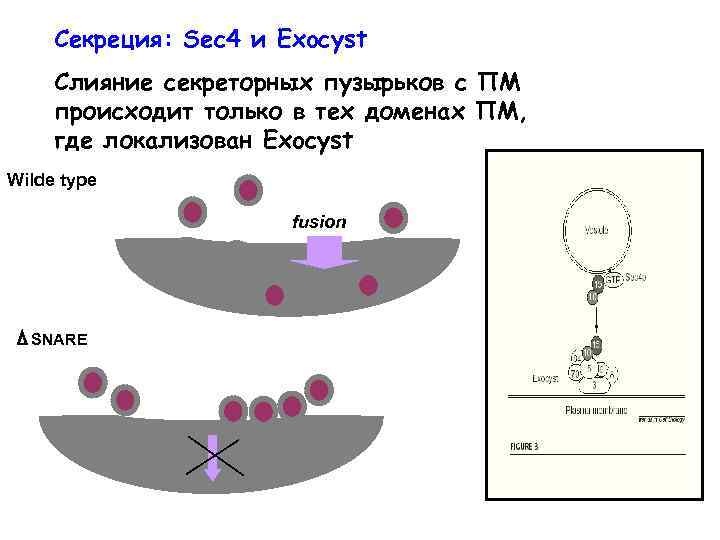 Секреция: Sec 4 и Exocyst Слияние секреторных пузырьков с ПМ происходит только в тех