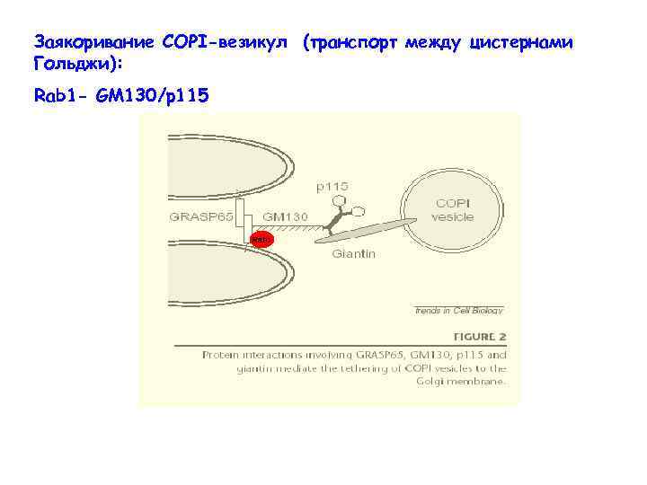 Заякоривание СОРI-везикул (транспорт между цистернами Гольджи): Rab 1 - GM 130/p 115 Rab 1