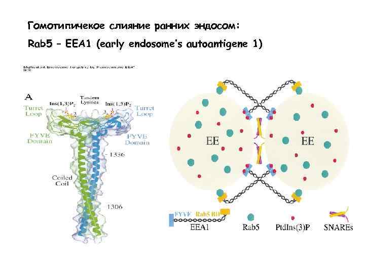 Гомотипичекое слияние ранних эндосом: Rab 5 – EEA 1 (early endosome’s autoantigene 1) 