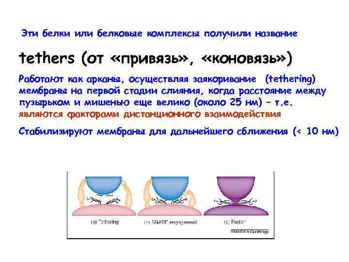 Эти белки или белковые комплексы получили название tethers (от «привязь» , «коновязь» ) Работают