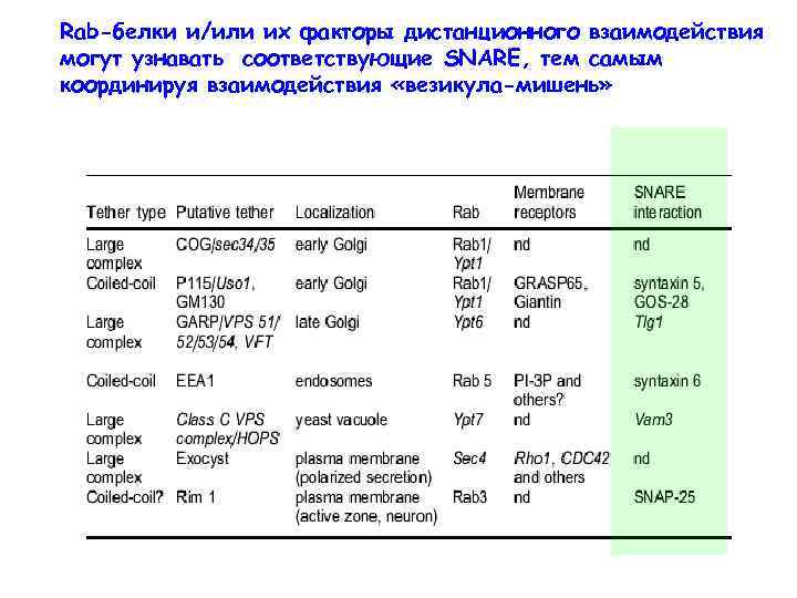 Rab-белки и/или их факторы дистанционного взаимодействия могут узнавать соответствующие SNARE, тем самым координируя взаимодействия