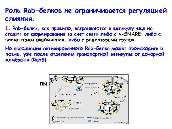 Роль Rab-белков не ограничивается регуляцией слияния. 1. Rab-белки, как правило, встраиваются в везикулу еще