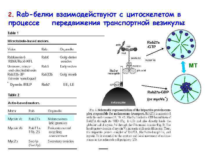 Rab-белки взаимодействуют с цитоскелетом в процессе передвижения транспортной везикулы 2. Rab 27 a -GTP