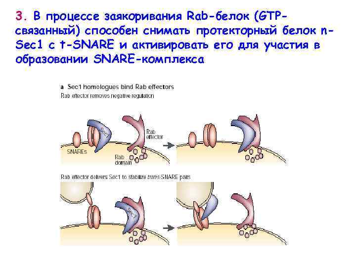 3. В процессе заякоривания Rab-белок (GTPсвязанный) способен снимать протекторный белок n. Sec 1 с