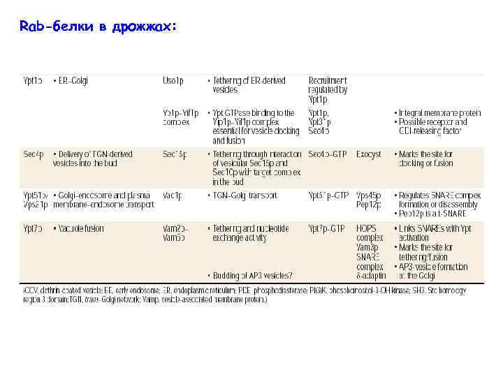 Rab-белки в дрожжах: 