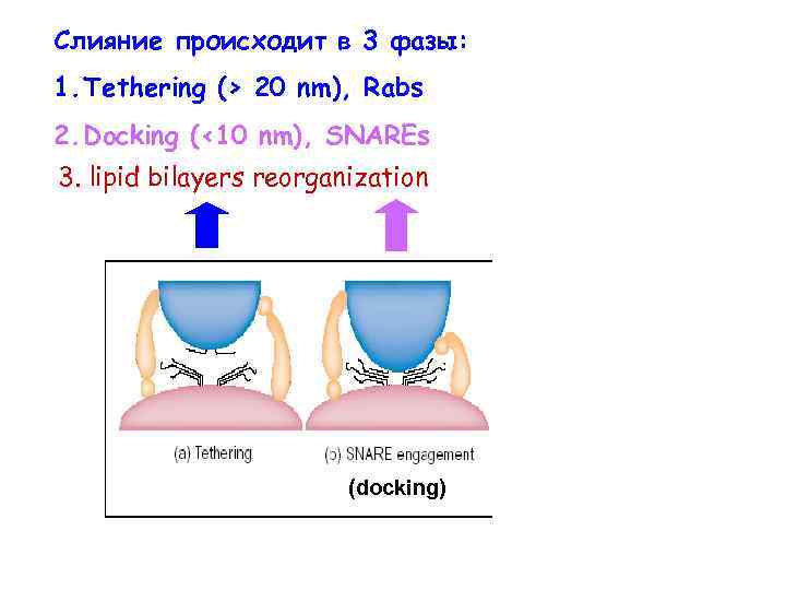 Слияние происходит в 3 фазы: 1. Tethering (> 20 nm), Rabs 2. Docking (<10