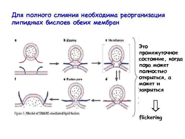 Для полного слияния необходима реорганизация липидных бислоев обеих мембран Это промежуточное состояние, когда пора
