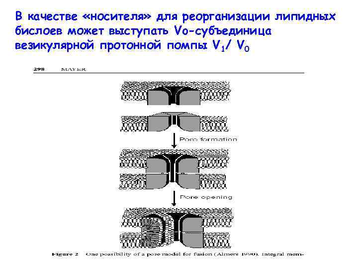 В качестве «носителя» для реорганизации липидных бислоев может выступать Vo-субъединица везикулярной протонной помпы V