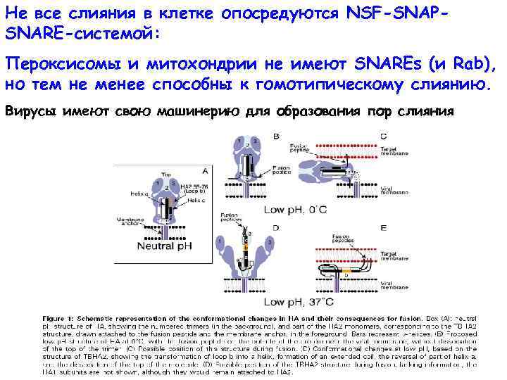 Не все слияния в клетке опосредуются NSF-SNAPSNARE-системой: Пероксисомы и митохондрии не имеют SNAREs (и