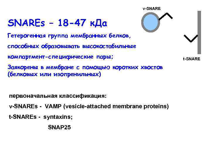 v-SNAREs – 18 -47 к. Да Гетерогенная группа мембранных белков, способных образовывать высокостабильные компартмент-специфические