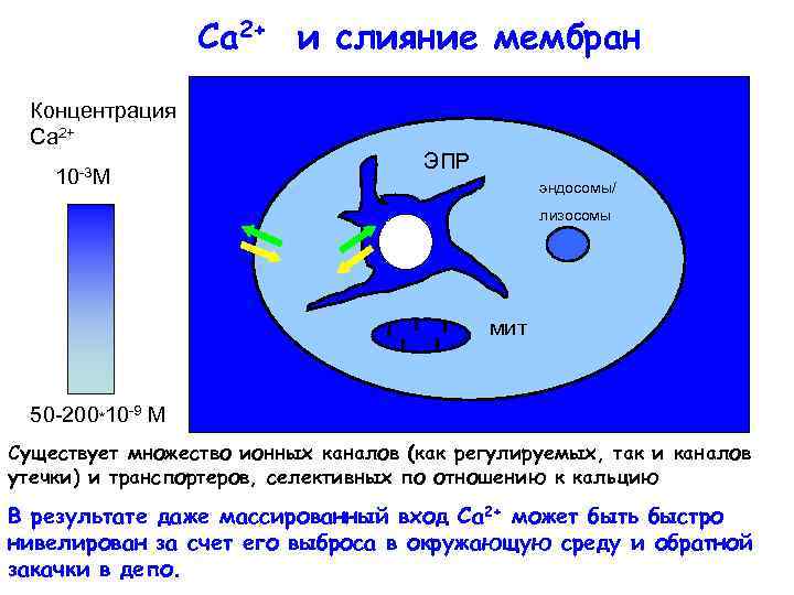 Ca 2+ и слияние мембран Концентрация Са 2+ 10 -3 М ЭПР эндосомы/ лизосомы