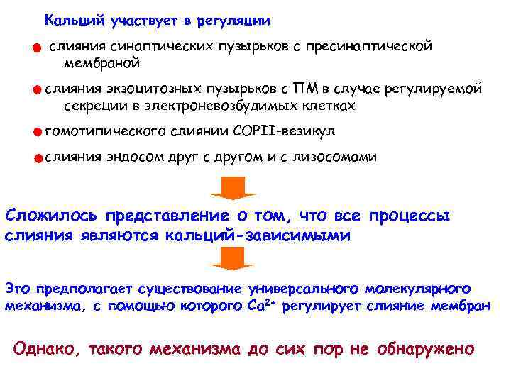 Кальций участвует в регуляции слияния синаптических пузырьков с пресинаптической мембраной слияния экзоцитозных пузырьков с