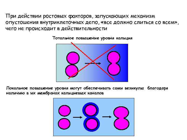При действии ростовых факторов, запускающих механизм опустошения внутриклеточных депо, «все должно слиться со всем»