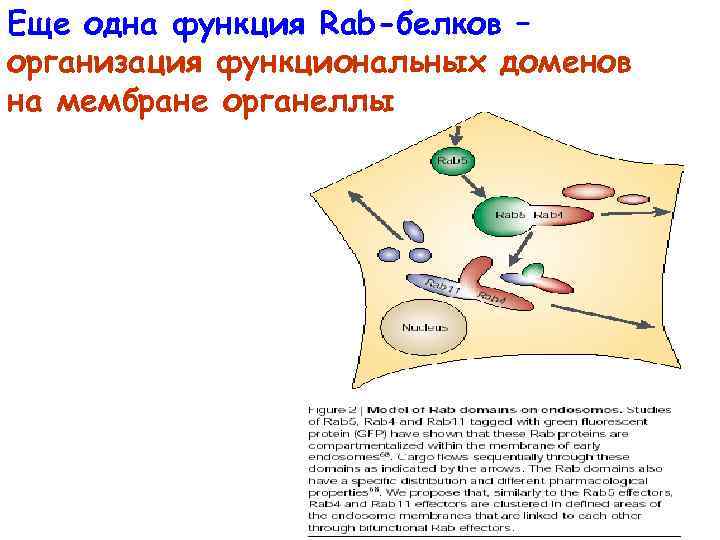 Еще одна функция Rab-белков – организация функциональных доменов на мембране органеллы 