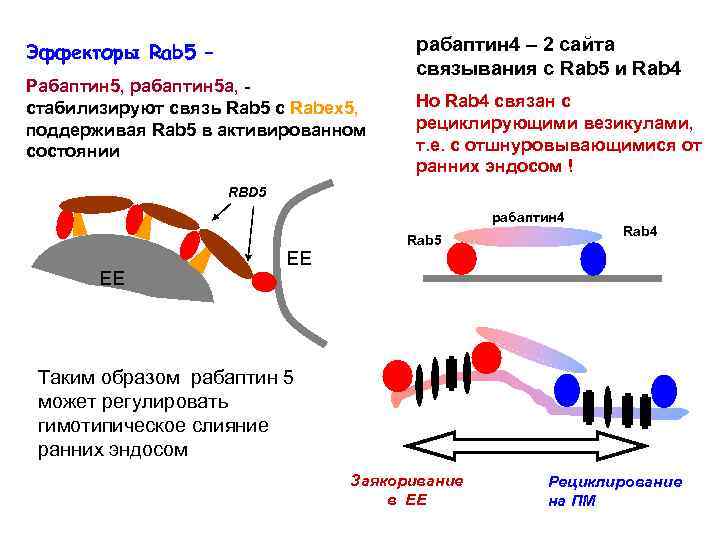 Эффекторы Rab 5 – Рабаптин 5, рабаптин 5 а, стабилизируют связь Rab 5 с