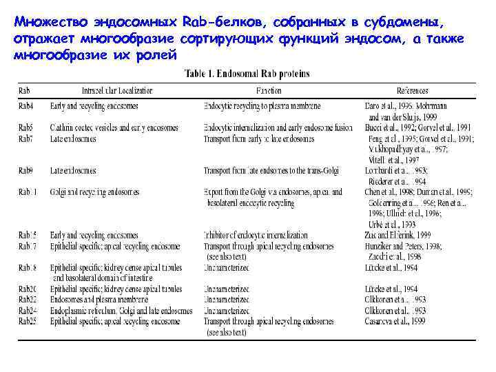 Множество эндосомных Rab-белков, собранных в субдомены, отражает многообразие сортирующих функций эндосом, а также многообразие