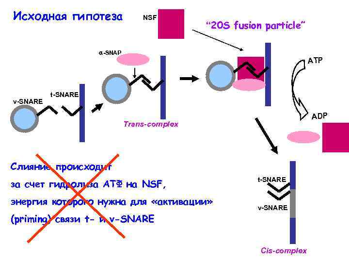 Исходная гипотеза NSF “ 20 S fusion particle” -SNAP v-SNARE ATP t-SNARE ADP Trans-complex