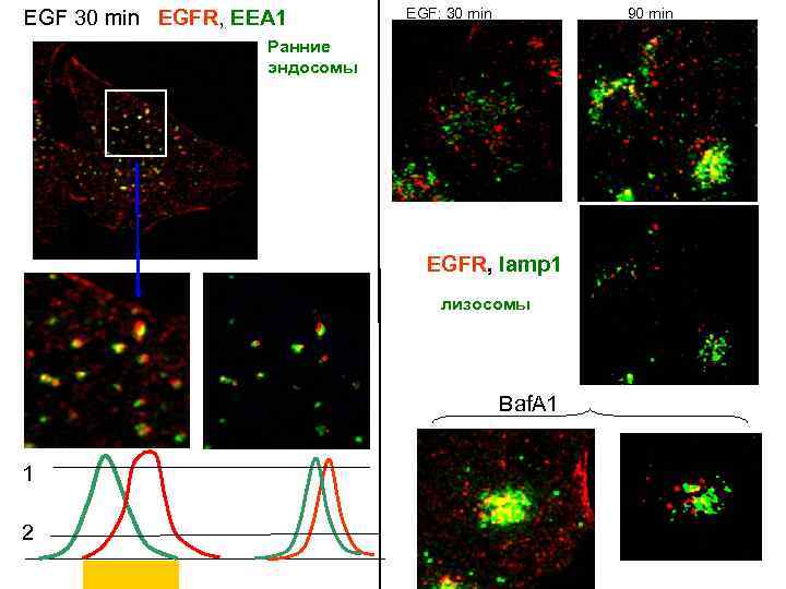 EGF 30 min EGFR, EEA 1 EGF: 30 min 90 min Ранние эндосомы EGFR,