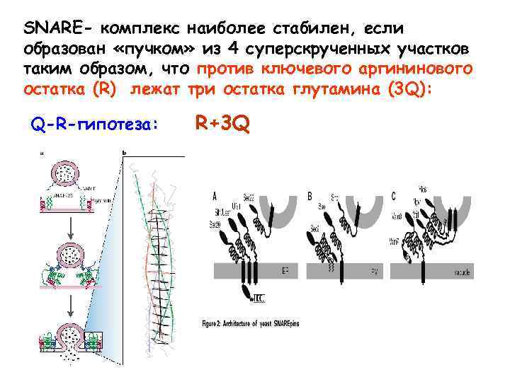 SNARE- комплекс наиболее стабилен, если образован «пучком» из 4 суперскрученных участков таким образом, что