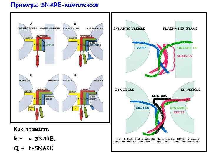 Примеры SNARE-комплексов Как правило: R – v-SNARE, Q - t-SNARE 