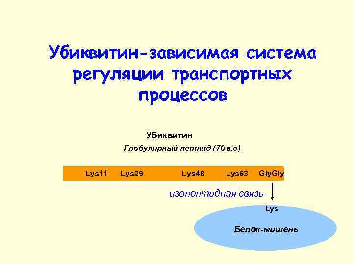 Убиквитин-зависимая система регуляции транспортных процессов Убиквитин Глобулярный пептид (76 а. o) Lys 11 Lys