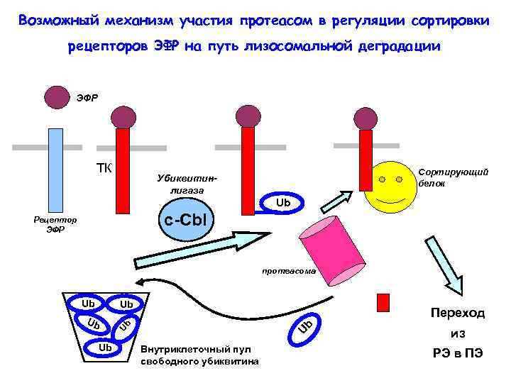 Возможный механизм участия протеасом в регуляции сортировки рецепторов ЭФР на путь лизосомальной деградации ЭФР