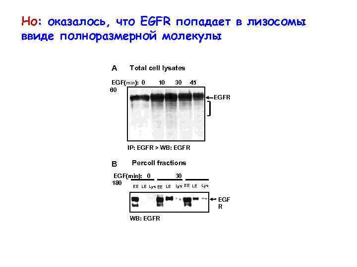 Но: оказалось, что EGFR попадает в лизосомы ввиде полноразмерной молекулы A Total cell lysates