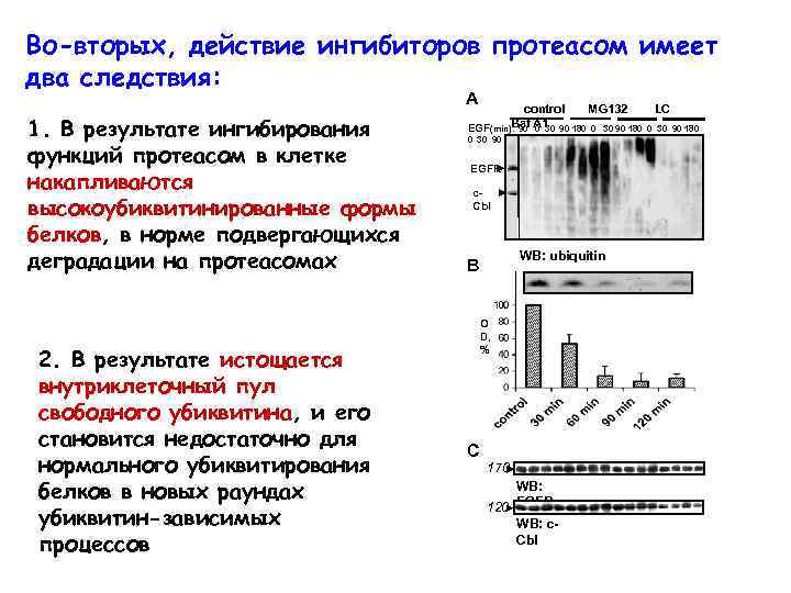 Во-вторых, действие ингибиторов протеасом имеет два следствия: A 1. В результате ингибирования функций протеасом