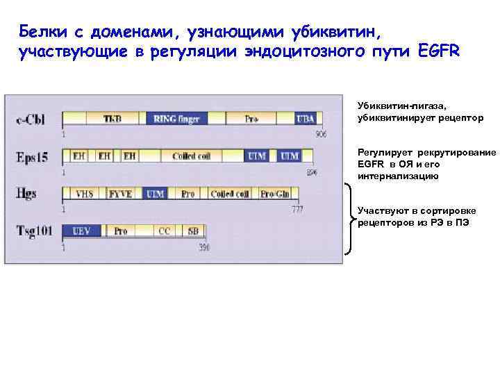 Белки с доменами, узнающими убиквитин, участвующие в регуляции эндоцитозного пути EGFR Убиквитин-лигаза, убиквитинирует рецептор