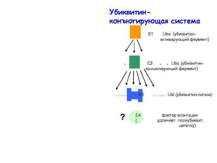 Убиквитинконъюгирующая система Е 1 . . . ……. . ? Uba (убиквитинактивирующий фермент) Е