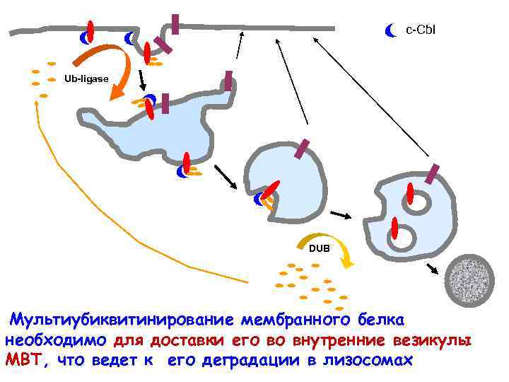 c-Cbl Ub-ligase DUB Мультиубиквитинирование мембранного белка необходимо для доставки его во внутренние везикулы МВТ,