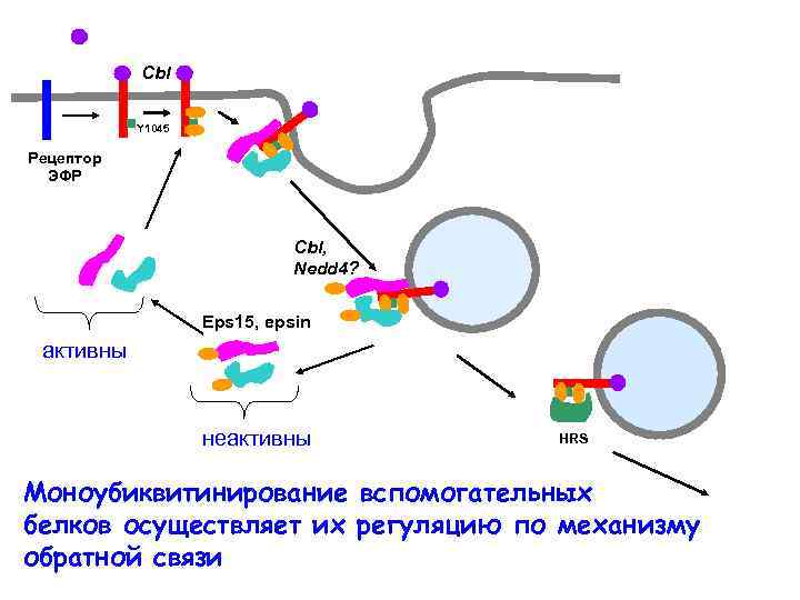 Cbl Y 1045 Рецептор ЭФР Cbl, Nedd 4? Eps 15, epsin активны неактивны HRS